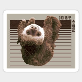 Hoffman's Two-Toed Sloth Magnet